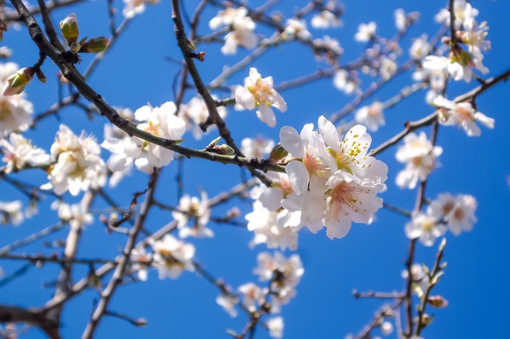 High res photo of pale pink almond blossom against blue sky