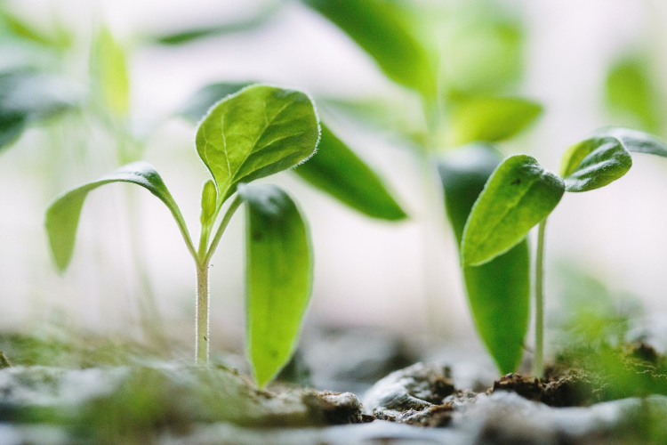 Bright Green Saplings starting to grow