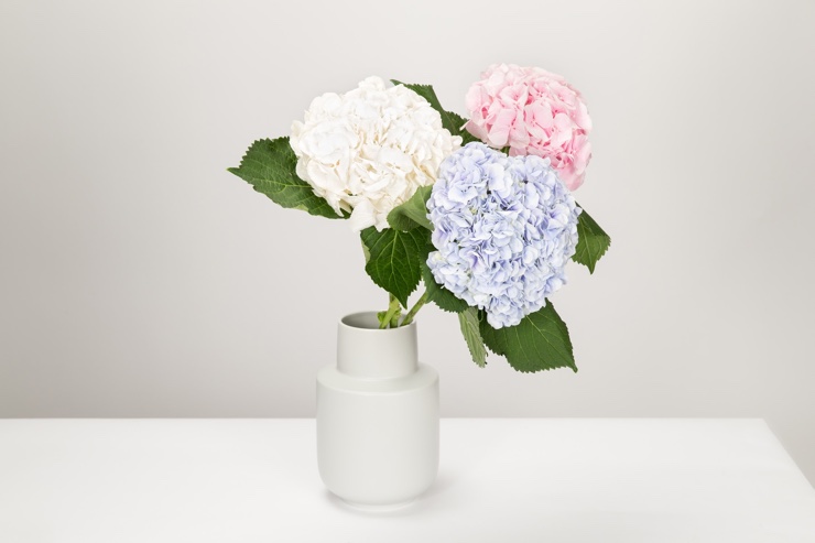 Beautiful photo of flowers to use on your ecommerce store