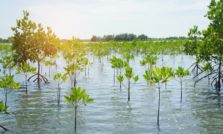 A young and freshly planted mangrove of trees